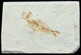 Bargain, Cretaceous Fossil Fish - Lebanon #70008-1